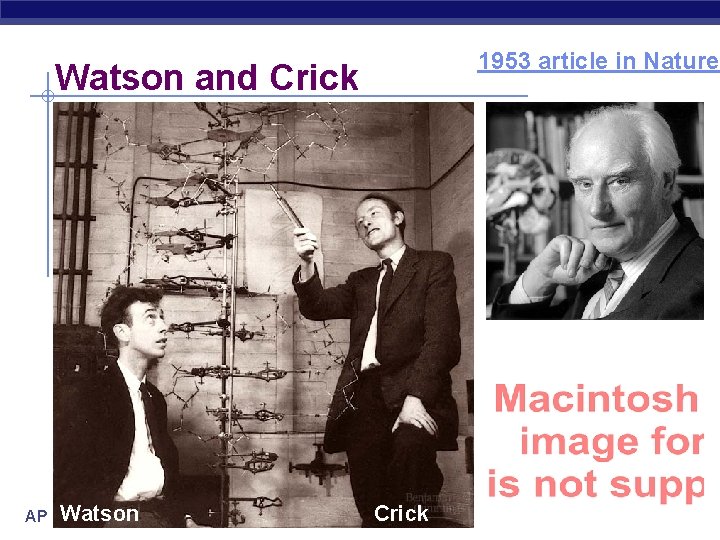 1953 article in Nature Watson and Crick Watson AP Biology Crick 