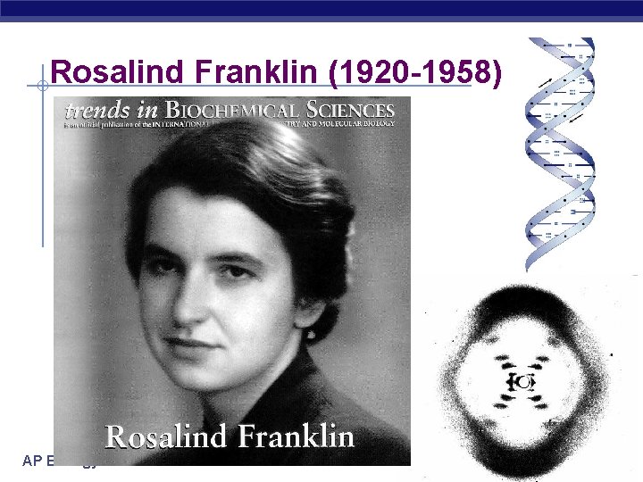 Rosalind Franklin (1920 -1958) AP Biology 