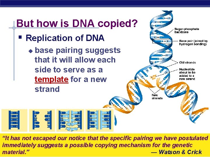 But how is DNA copied? § Replication of DNA u base pairing suggests that