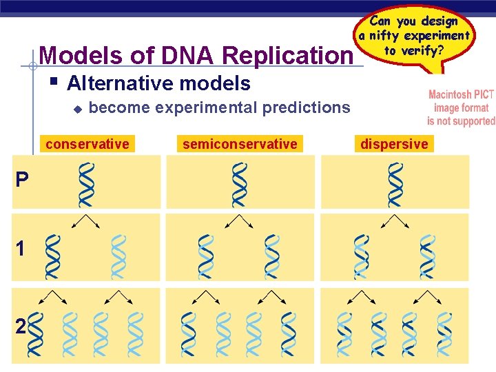 Models of DNA Replication § Alternative models u become experimental predictions conservative P 1