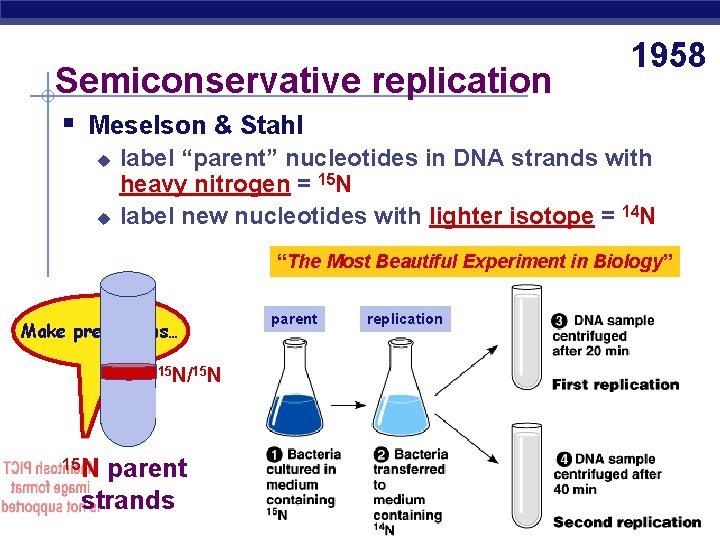 Semiconservative replication 1958 § Meselson & Stahl u u label “parent” nucleotides in DNA