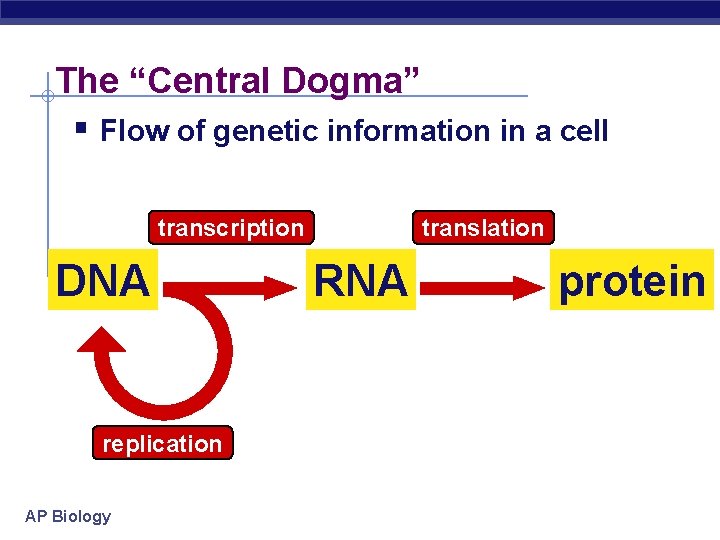 The “Central Dogma” § Flow of genetic information in a cell transcription DNA replication