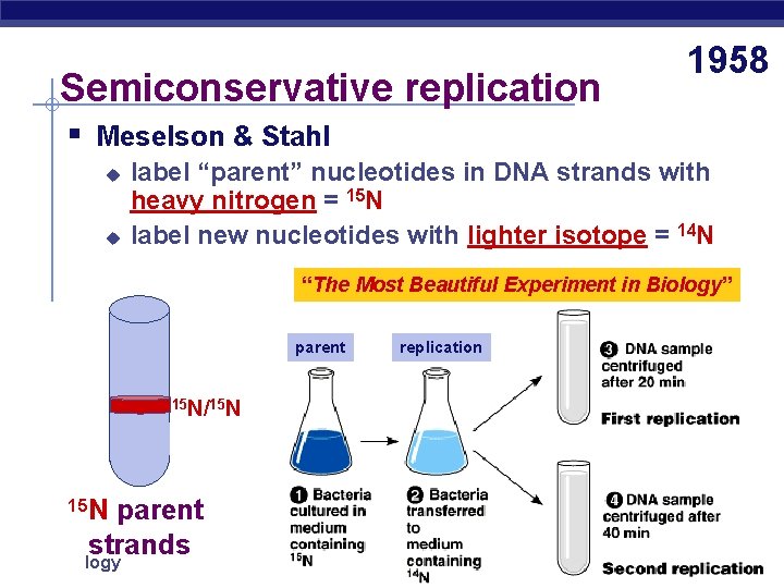 Semiconservative replication 1958 § Meselson & Stahl u u label “parent” nucleotides in DNA