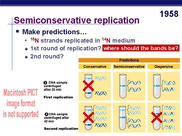 Semiconservative replication 1958 § Make predictions… u u u AP Biology 15 N strands