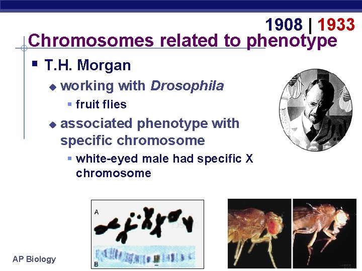 1908 | 1933 Chromosomes related to phenotype § T. H. Morgan u working with