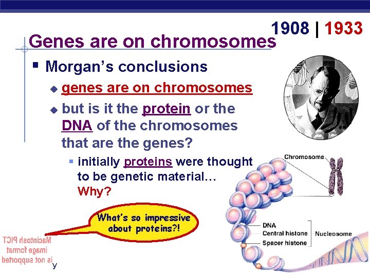 1908 | 1933 Genes are on chromosomes § Morgan’s conclusions genes are on chromosomes