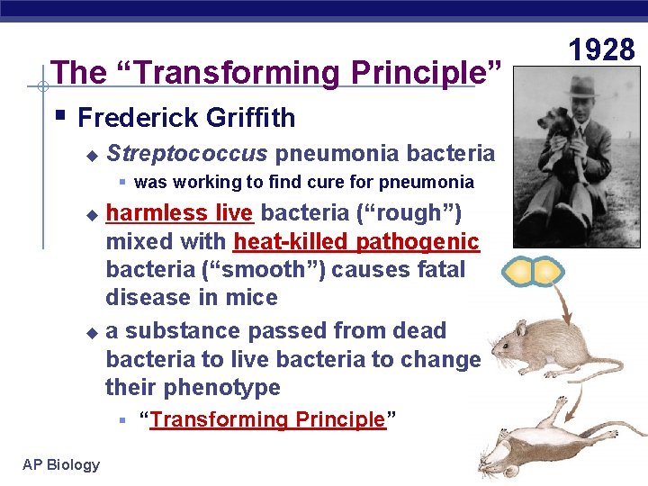 The “Transforming Principle” § Frederick Griffith u Streptococcus pneumonia bacteria § was working to