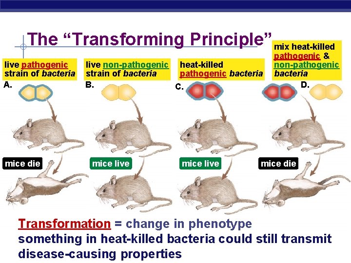 The “Transforming Principle” mix heat-killed live pathogenic strain of bacteria A. mice die live