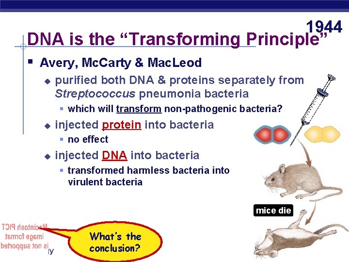 1944 DNA is the “Transforming Principle” § Avery, Mc. Carty & Mac. Leod u