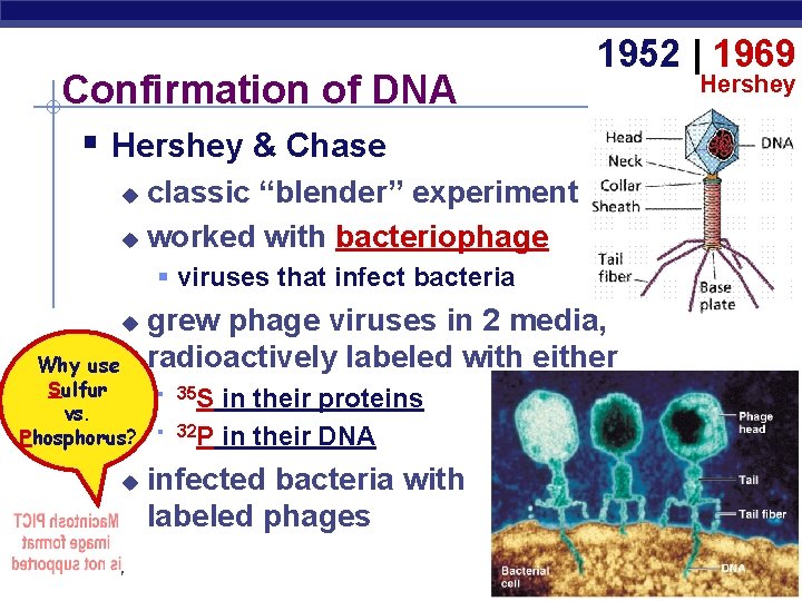 Confirmation of DNA § Hershey & Chase 1952 | 1969 classic “blender” experiment u