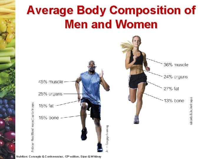 Average Body Composition of Men and Women Nutrition: Concepts & Controversies, 13 th edition,