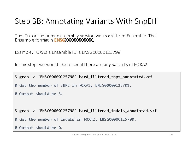 Step 3 B: Annotating Variants With Snp. Eff The IDs for the human assembly
