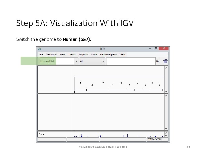 Step 5 A: Visualization With IGV Switch the genome to Human (b 37). Variant