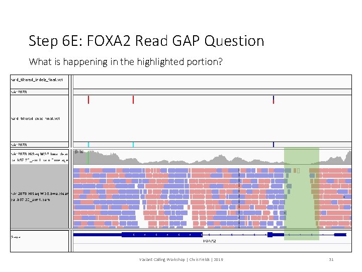 Step 6 E: FOXA 2 Read GAP Question What is happening in the highlighted