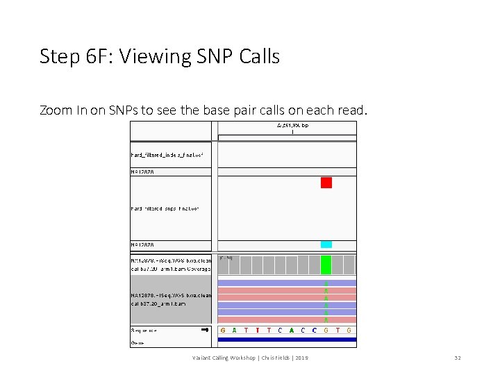 Step 6 F: Viewing SNP Calls Zoom In on SNPs to see the base