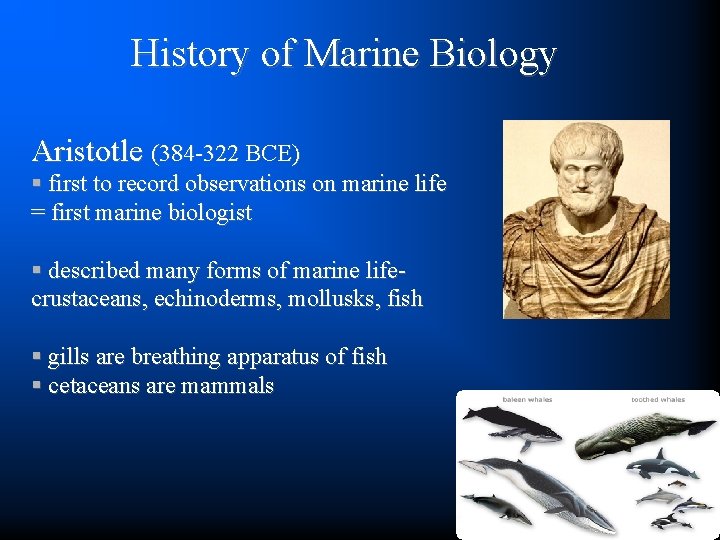 History of Marine Biology Aristotle (384 -322 BCE) § first to record observations on