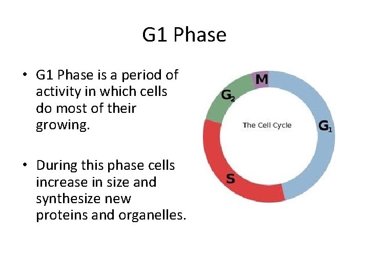 G 1 Phase • G 1 Phase is a period of activity in which