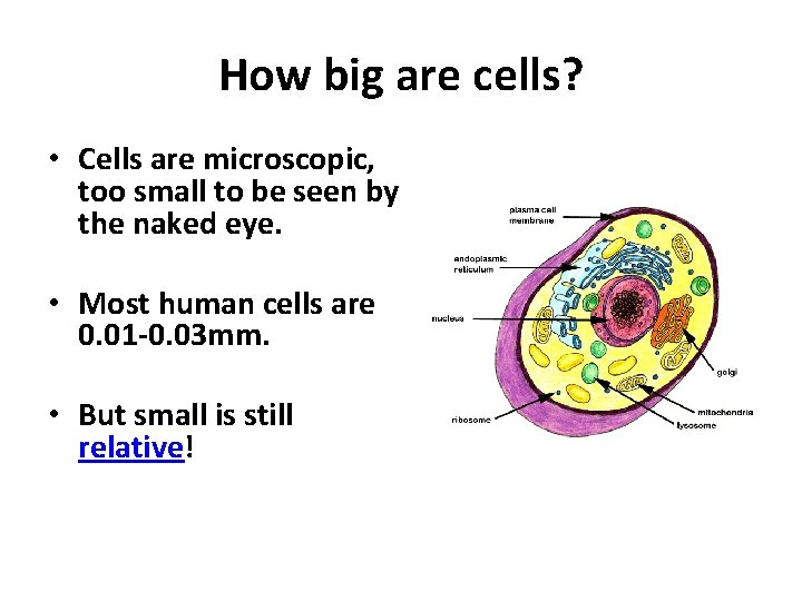 How big are cells? • Cells are microscopic, too small to be seen by