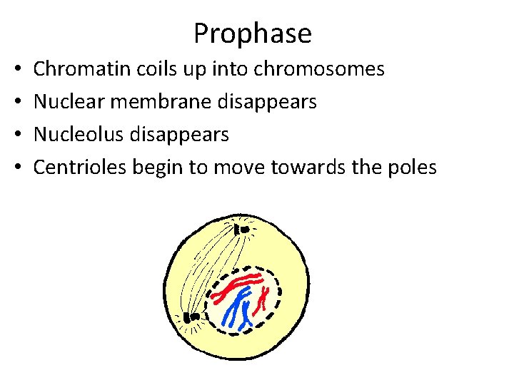Prophase • • Chromatin coils up into chromosomes Nuclear membrane disappears Nucleolus disappears Centrioles