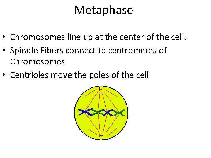 Metaphase • Chromosomes line up at the center of the cell. • Spindle Fibers