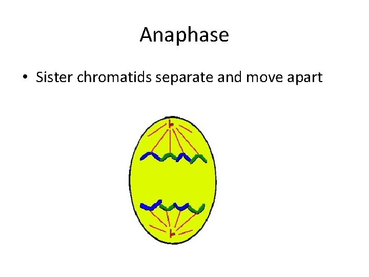 Anaphase • Sister chromatids separate and move apart 