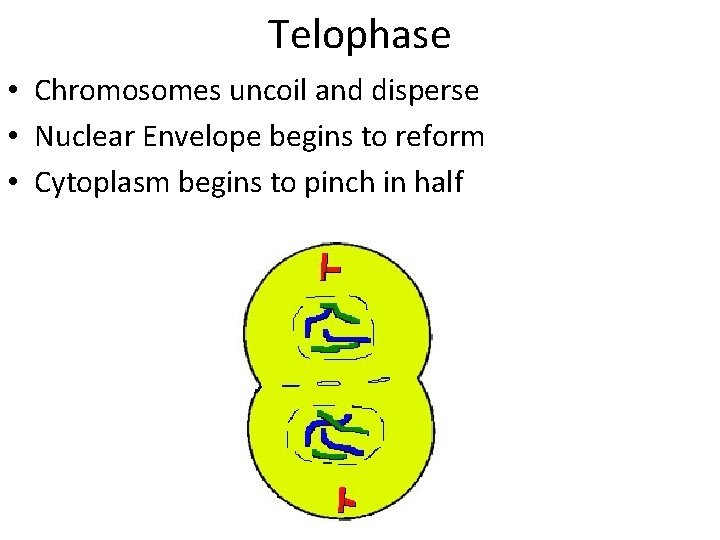 Telophase • Chromosomes uncoil and disperse • Nuclear Envelope begins to reform • Cytoplasm