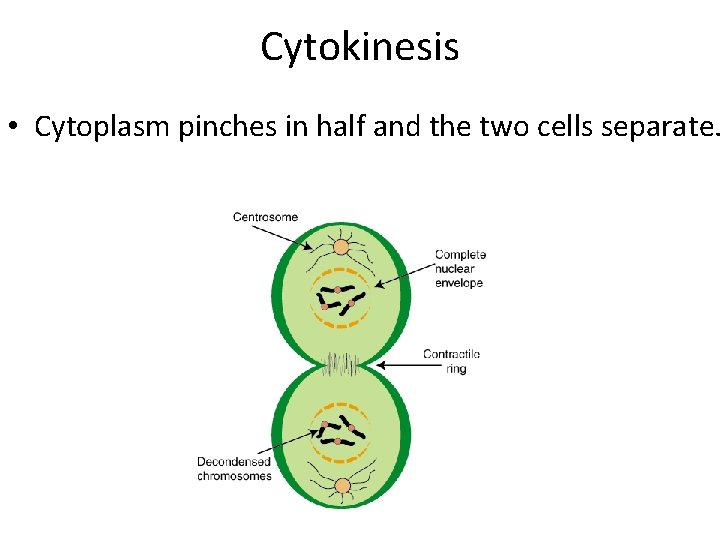 Cytokinesis • Cytoplasm pinches in half and the two cells separate. 