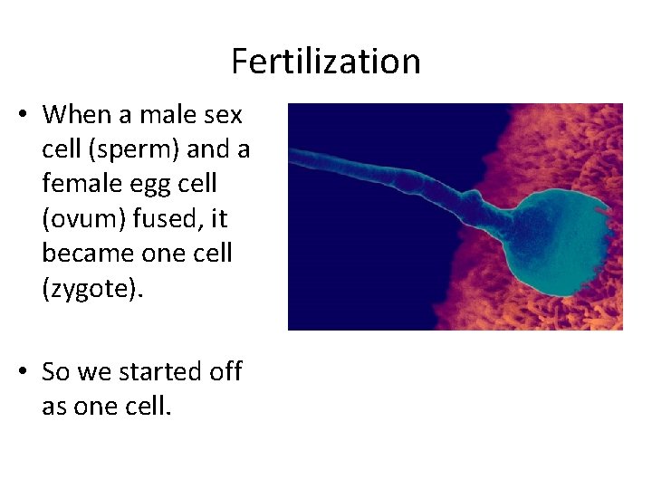 Fertilization • When a male sex cell (sperm) and a female egg cell (ovum)