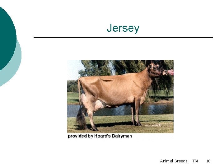 Jersey Animal Breeds TM 10 