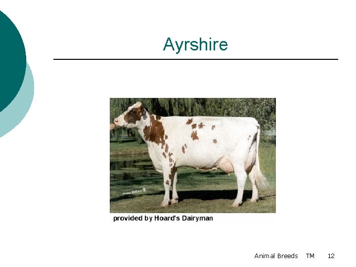 Ayrshire Animal Breeds TM 12 