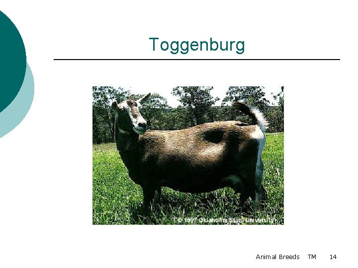 Toggenburg Animal Breeds TM 14 