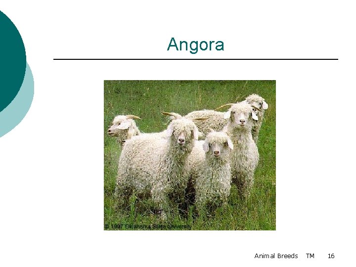 Angora Animal Breeds TM 16 