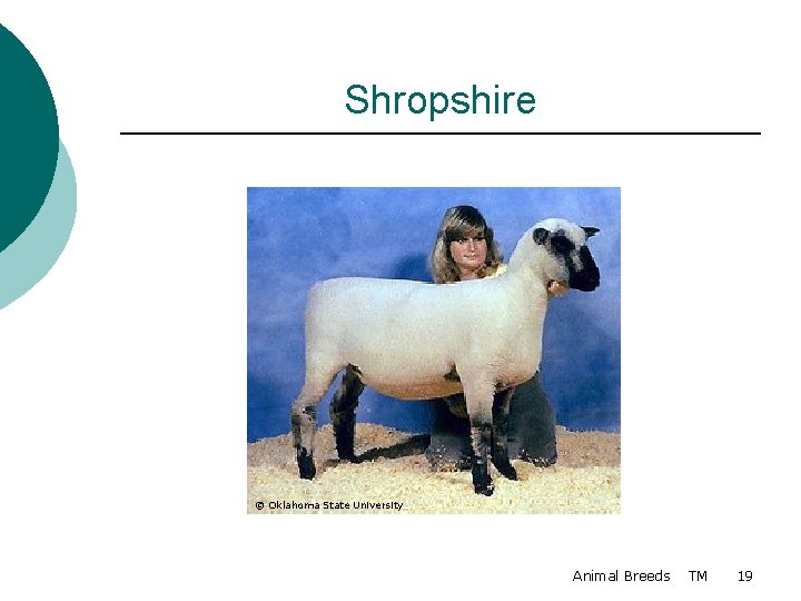 Shropshire © Oklahoma State University Animal Breeds TM 19 