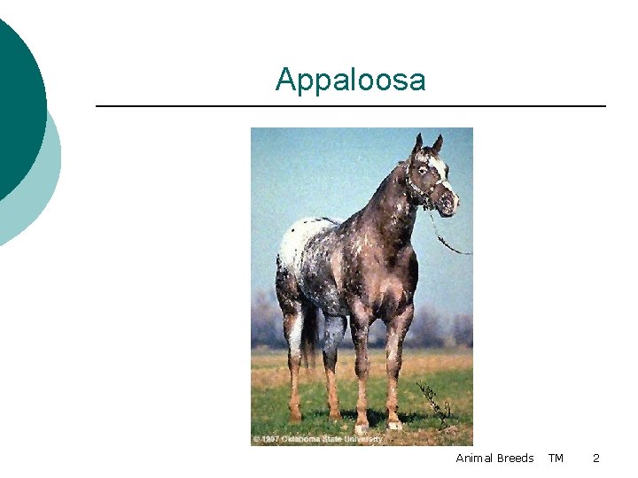 Appaloosa Animal Breeds TM 2 