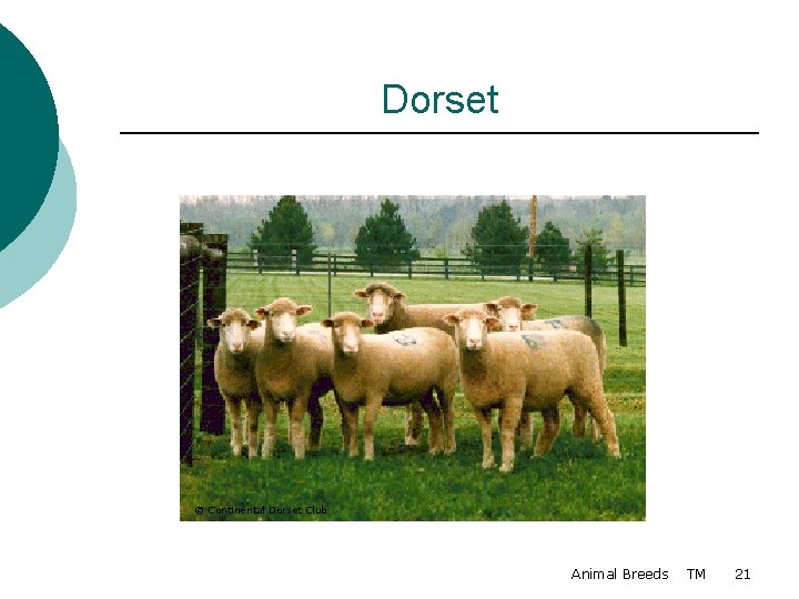 Dorset © Continental Dorset Club Animal Breeds TM 21 