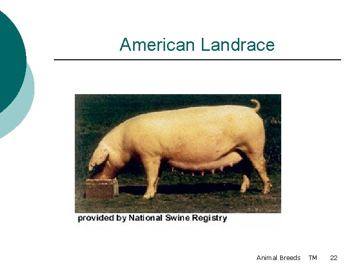 American Landrace Animal Breeds TM 22 