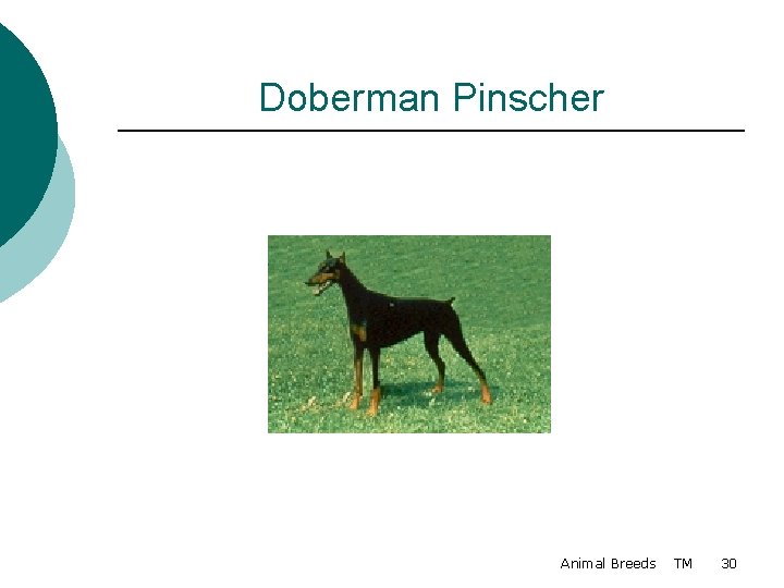 Doberman Pinscher Animal Breeds TM 30 