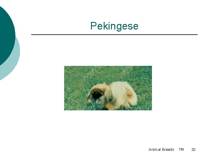 Pekingese Animal Breeds TM 32 