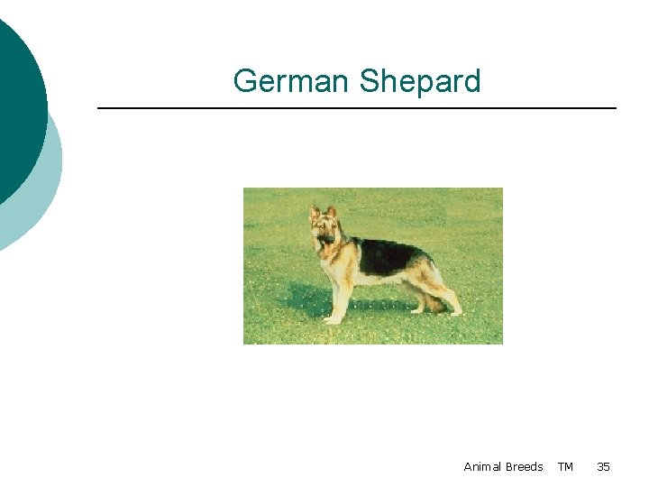 German Shepard Animal Breeds TM 35 