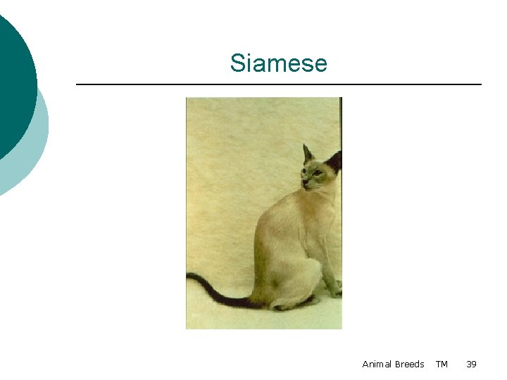 Siamese Animal Breeds TM 39 