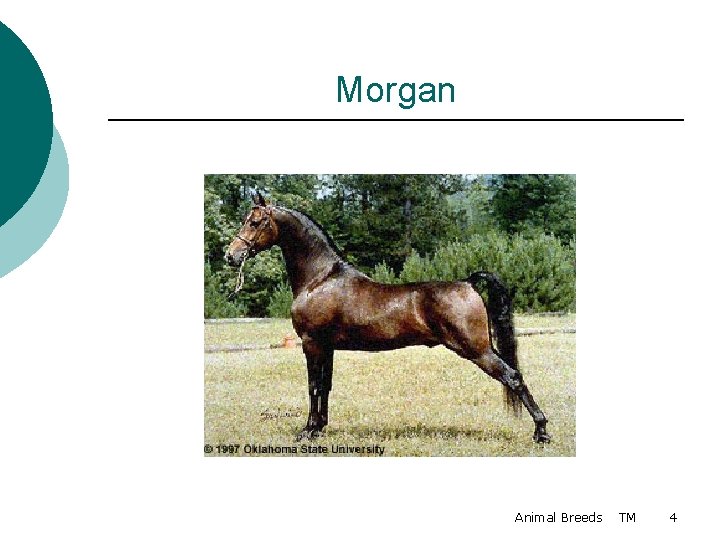 Morgan Animal Breeds TM 4 