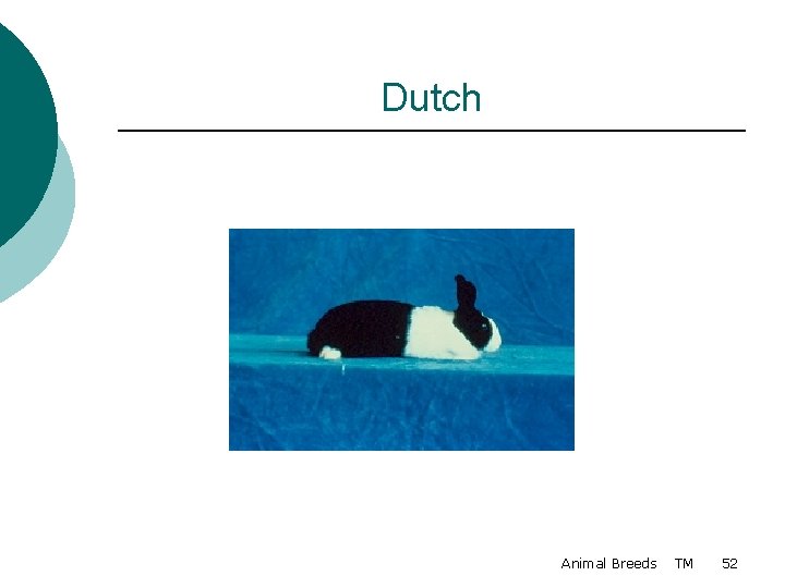 Dutch Animal Breeds TM 52 