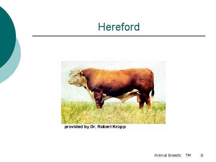 Hereford Animal Breeds TM 8 