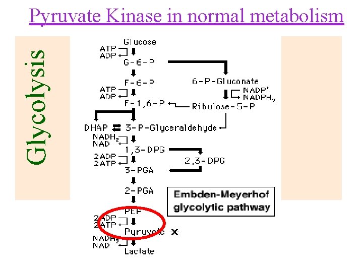 Pyruvate Kinase in normal metabolism Pyruvate Kinase Glycolysis Phosphoenolpyruvate Ana Pyruvate c i b