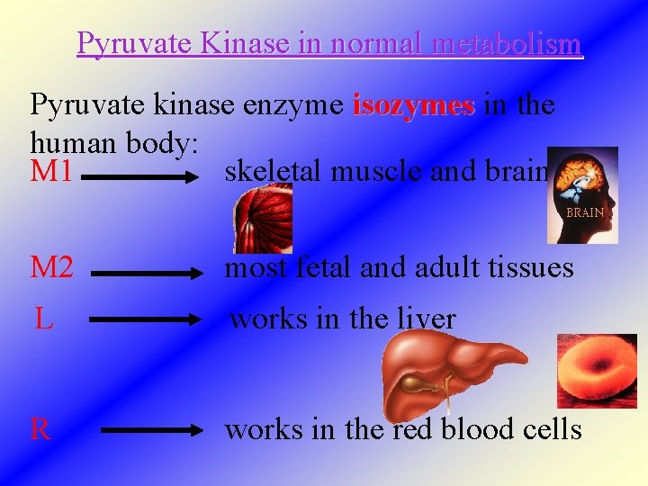 Pyruvate Kinase in normal metabolism Pyruvate kinase enzyme isozymes in the isozymes human body: