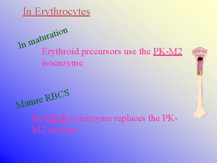 In Erythrocytes n o i t a r u t a m In Erythroid