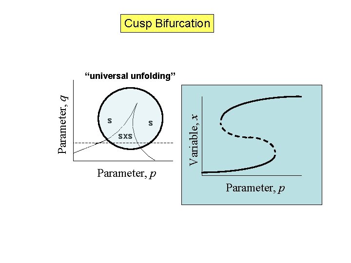 Cusp Bifurcation s s sxs Variable, x Parameter, q “universal unfolding” Parameter, p 