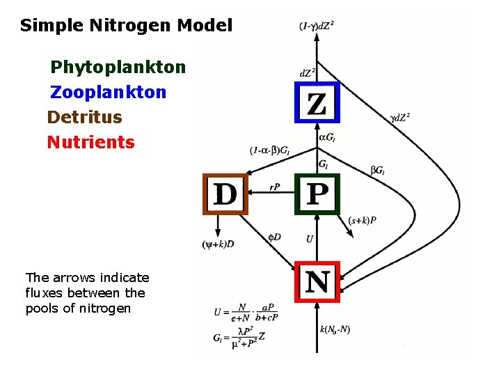 Simple Nitrogen Model Phytoplankton Zooplankton Detritus Nutrients The arrows indicate fluxes between the pools