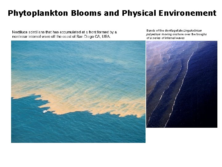 Phytoplankton Blooms and Physical Environement Bands of the dionflagellate Lingulodinium polyedrum moving onshore over