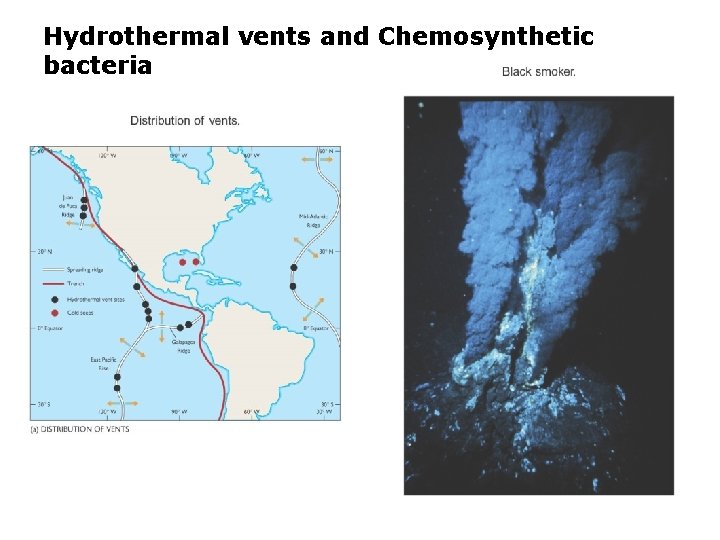 Hydrothermal vents and Chemosynthetic bacteria 